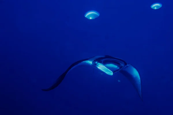 Een manta in de diep blauwe oceaan — Stockfoto