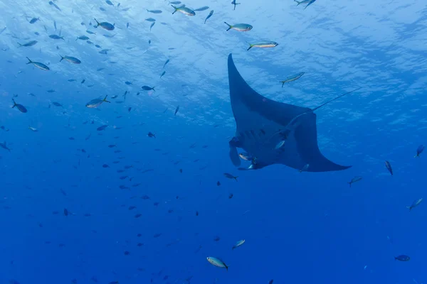 Een manta in de diep blauwe oceaan — Stockfoto