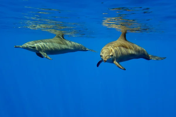 Dois golfinhos olhando para você debaixo d 'água — Fotografia de Stock