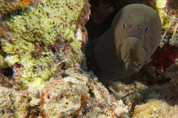 Kızıl Deniz yılan balığı mooray sana bakmak — Stok fotoğraf