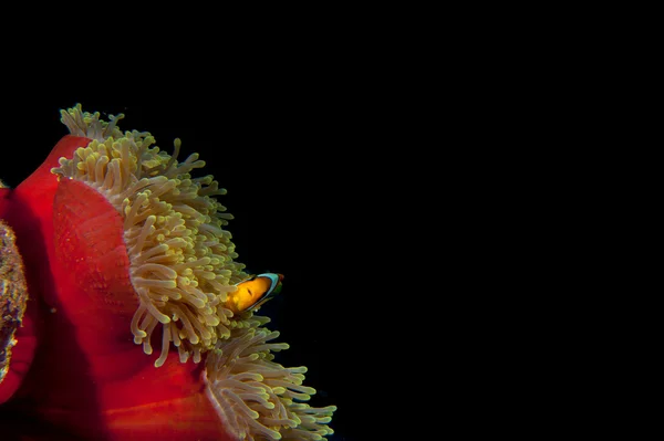 Clown red fish in red anemone in the black background — Stock Photo, Image