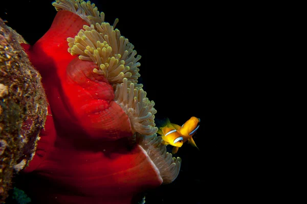 Payaso pez rojo en anémona roja en el fondo negro —  Fotos de Stock