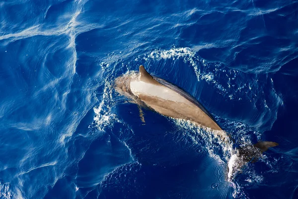 En delfin som hoppar i det djupa blå havet — Stockfoto