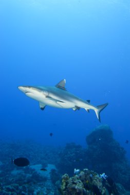 gri köpekbalığı jaws sualtı saldırmaya hazır portre kadar yakın