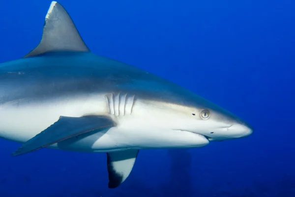 Una mandíbula de tiburón gris lista para atacar bajo el agua de cerca retrato — Foto de Stock