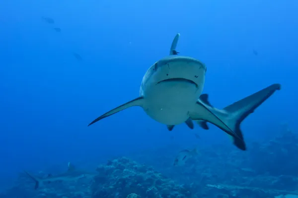 Un requin gris mâchoires prêtes à attaquer sous l'eau gros plan portrait — Photo