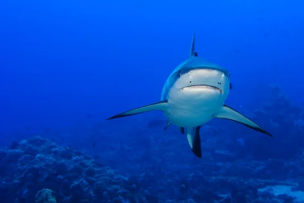 Ein grauer Hai Kiefer bereit für den Angriff unter Wasser Nahaufnahme Porträt — Stockfoto