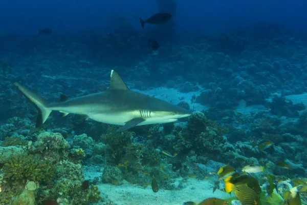 Um tubarão cinzento mandíbulas pronto para atacar debaixo d 'água close up retrato — Fotografia de Stock