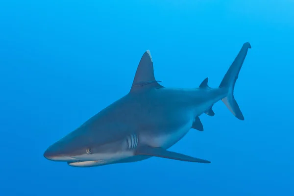 Una mascella grigia di squalo pronta ad attaccare sott'acqua close up portrait — Foto Stock