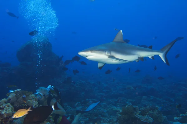 Un requin gris mâchoires prêtes à attaquer sous l'eau gros plan portrait — Photo