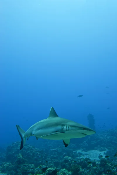 Egy szürke cápa cápa készen áll a támadásra víz alatti közelről portré — Stock Fotó