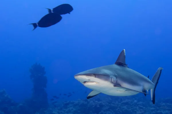 Un requin gris mâchoires prêtes à attaquer sous l'eau gros plan portrait — Photo