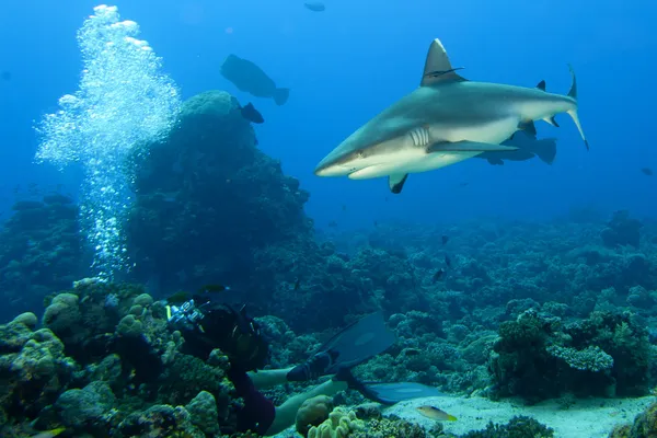 Una mandíbula de tiburón gris lista para atacar bajo el agua de cerca retrato —  Fotos de Stock