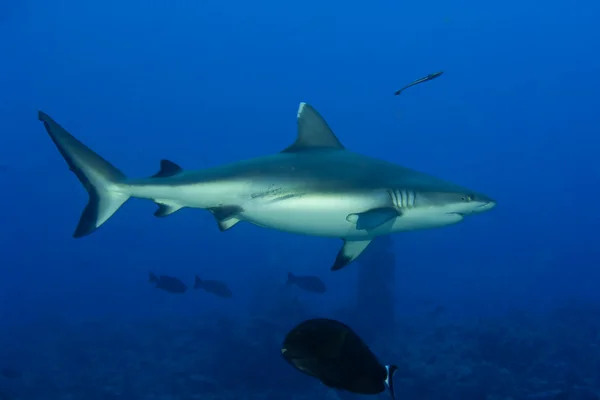 A grey shark jaws ready to attack underwater close up portrait Royalty Free Stock Photos