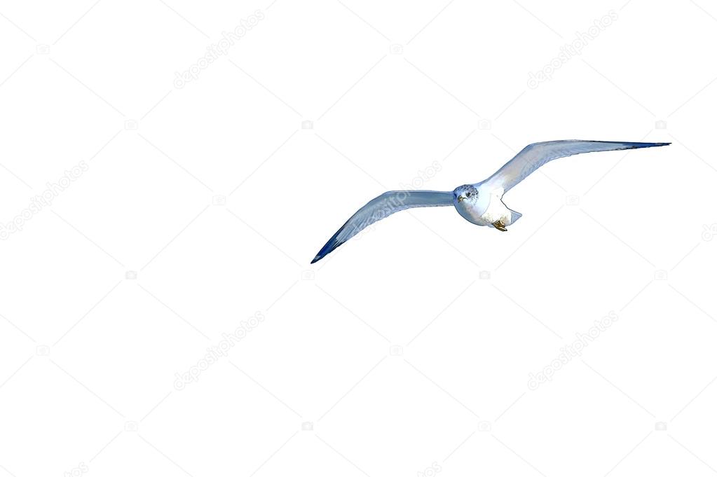 A sketch painting of a seagull