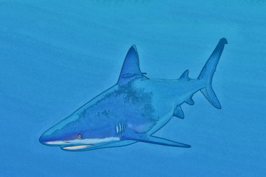 kabataslak bir gri köpekbalığı