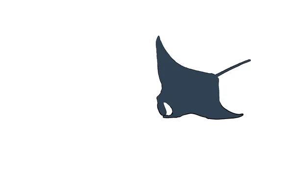 A manta sketched over the white background — Stock Photo, Image