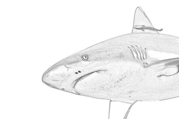 Une mâchoire de requin gris esquissée prête à attaquer — Photo