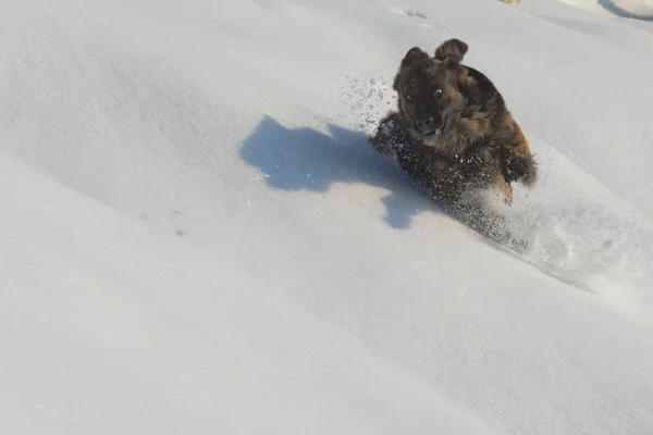 Un cane mentre gioca nella neve — Foto Stock