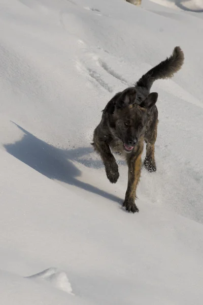 Um cão enquanto brincava na neve — Fotografia de Stock