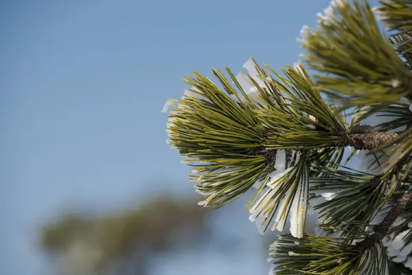 De vertakking van de beslissingsstructuur bedekt door ijs in de winter — Stockfoto