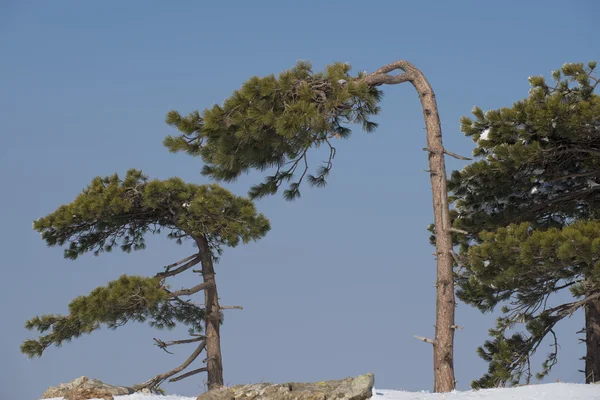 Branche d'arbre couverte de glace en hiver — Photo