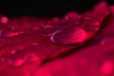 su damlaları içinde bir çiçek