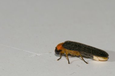 Beyaz arka plan makro üzerinde bir ateş böceği