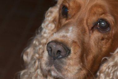 Sana bakmak genç cocker spaniel