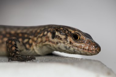 Makro ararken bir kertenkele