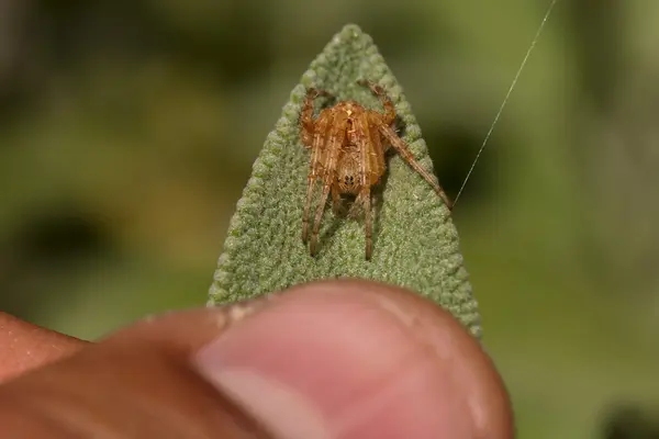 Uma pequena aranha em uma folha — Fotografia de Stock
