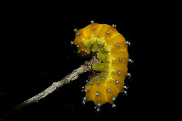 Una oruga de gusano amarillo —  Fotos de Stock