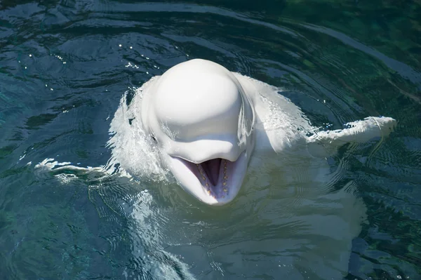 Ein isolierter weißer Delfin Beluga schaut dich im tiefblauen Meer an — Stockfoto