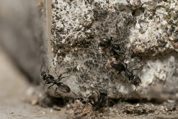 Ants running on rocks — Stock Photo, Image