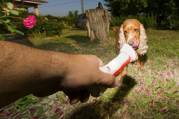 看着骨年轻可卡犬 — 图库照片