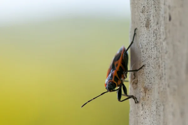 A black and red insect like an african tribal mask — Stock Photo, Image