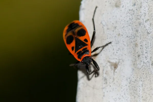 Un insecto negro y rojo como una máscara tribal africana — Foto de Stock