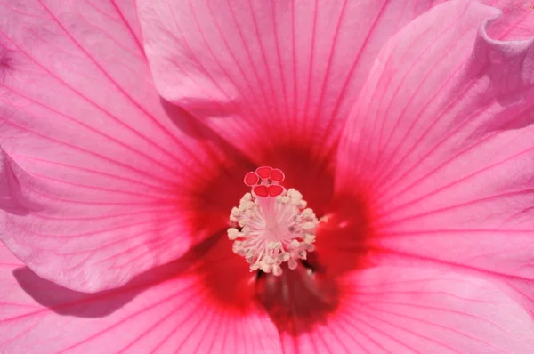 ピンクの backround で花雌しべ — ストック写真