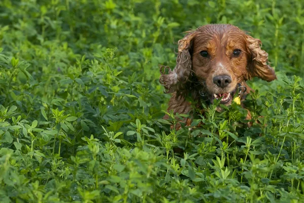 En hund cocker spaniel jumpin över gräset — Stockfoto