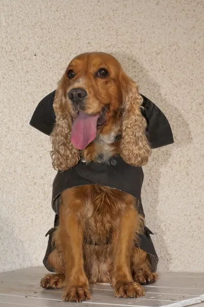 A young cocker spaniel wearing a raincoat — Stock Photo, Image