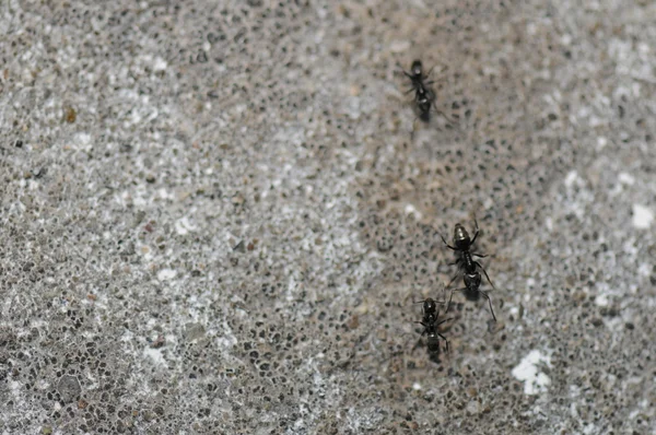 Formigas correndo em rochas — Fotografia de Stock