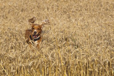jumpin çim üzerinde bir köpek yavru horoz İspanyol