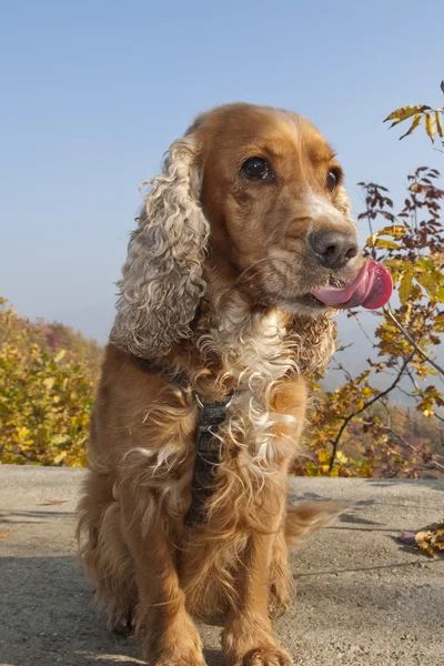 En hund cocker spaniel slickar sin näsa — Stockfoto