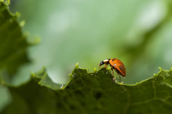 Ladybug walking on leaf edge — Stock Photo, Image