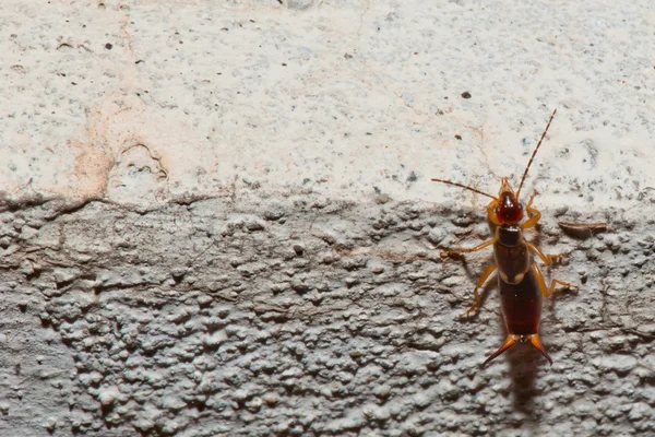 Una pinza en una pared — Foto de Stock