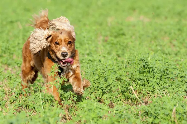 Un chien cocker épagneul courant sur l'herbe verte — Photo