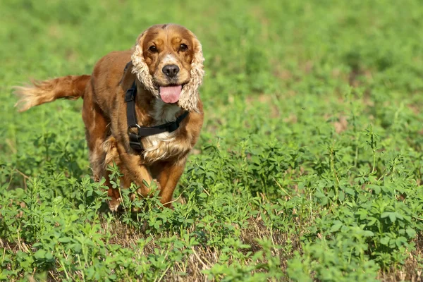 Psa cocker spaniel działa na zielonej trawie — Zdjęcie stockowe