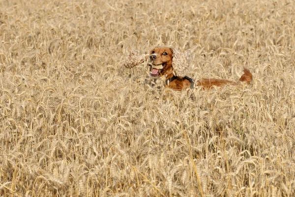 Собачий кокер-спаниель прыгает через зерно — стоковое фото