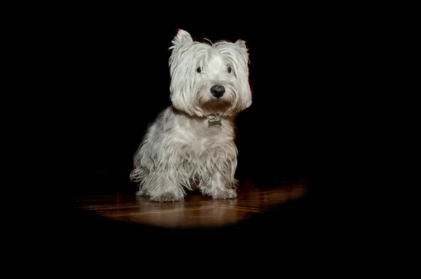 Geïsoleerde jack russel hond op zoek naar jou in de zwarte achtergrond — Stockfoto