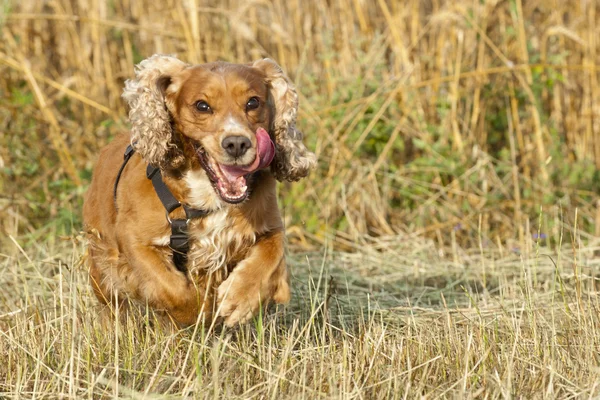 あなたに実行している犬のコッカースパニエル — ストック写真